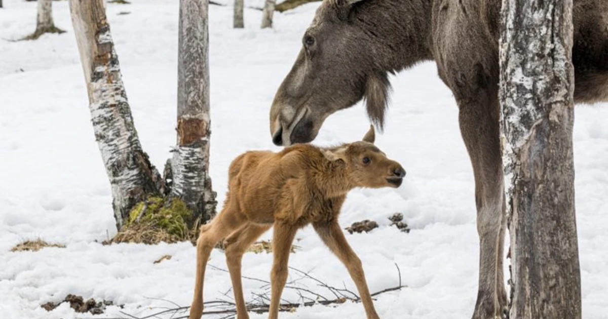 Moose Spotting Tour from Kiruna to Nikkaluokta