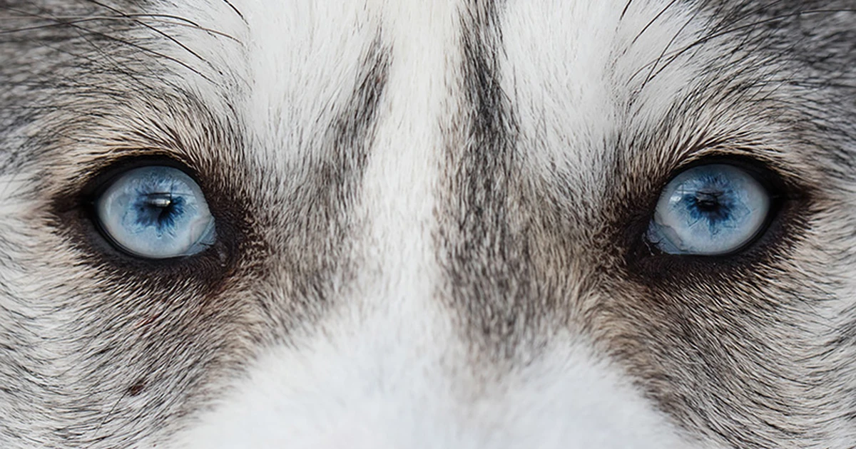 Dog sledding excursion to Kiruna