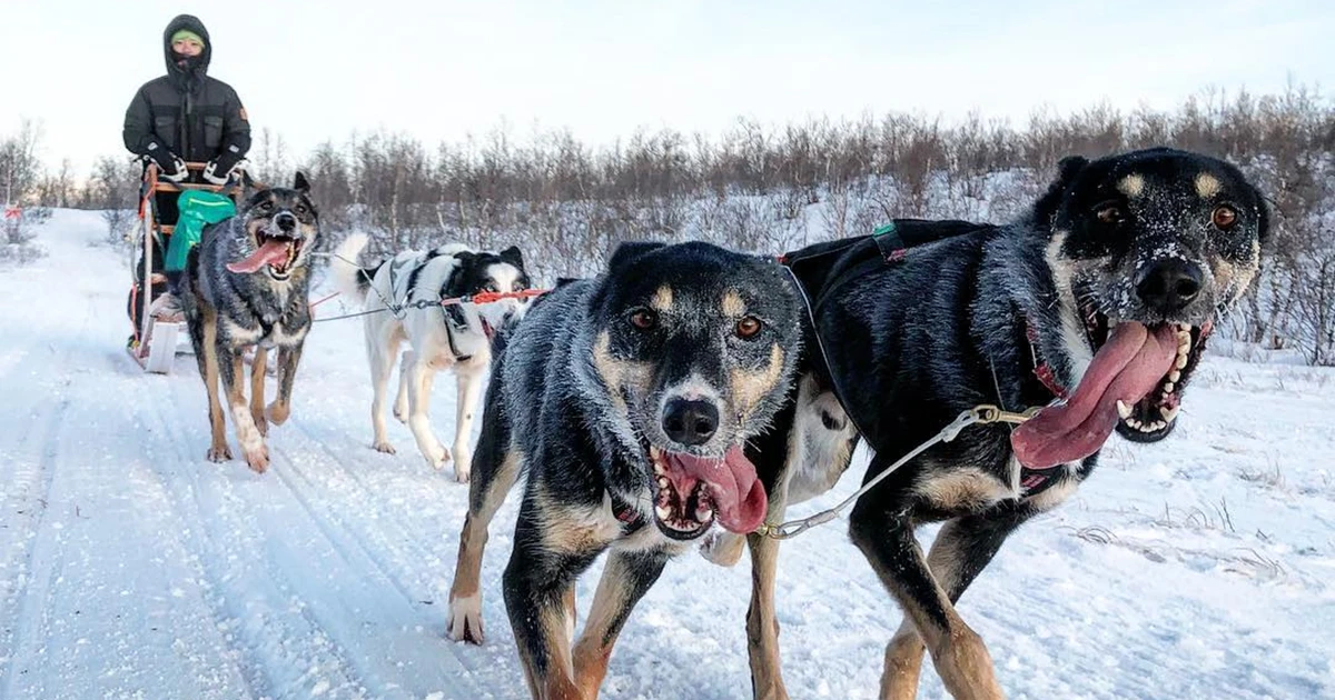 Drive Your Own Dog Sled Team