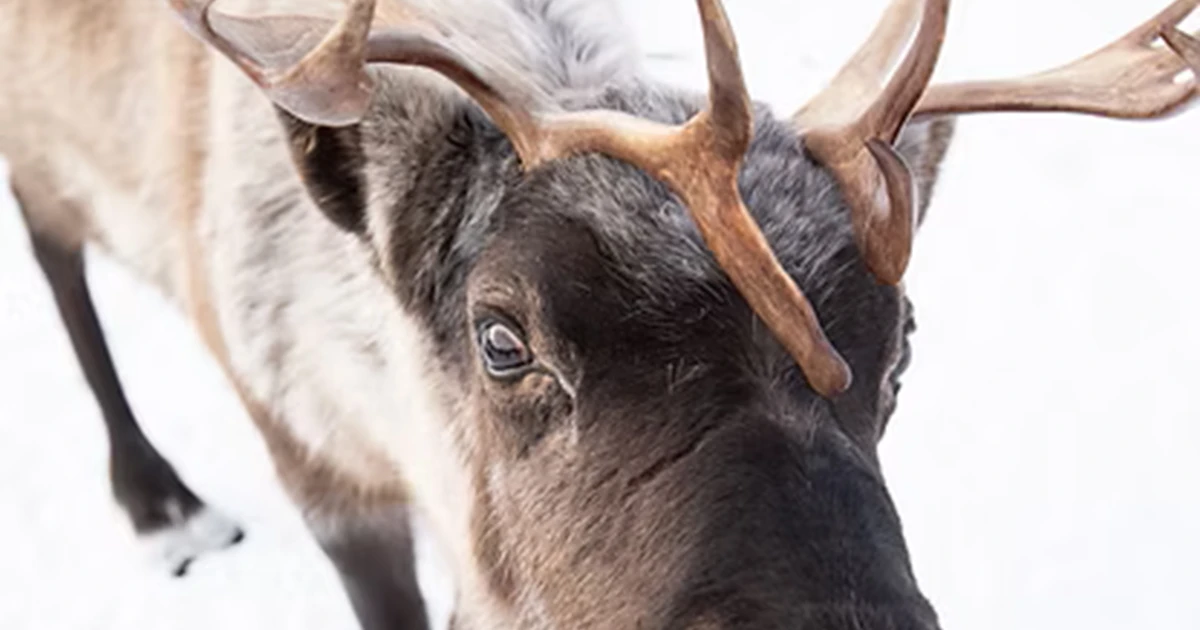 CAKCA – Sami Reindeer Experience (Pre-Winter Tour) – Kiruna