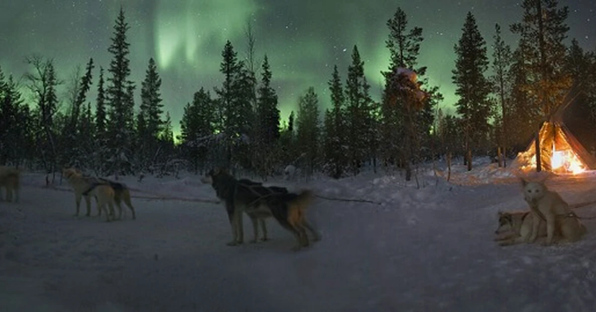 Dog sledding Northern Lights Kiruna