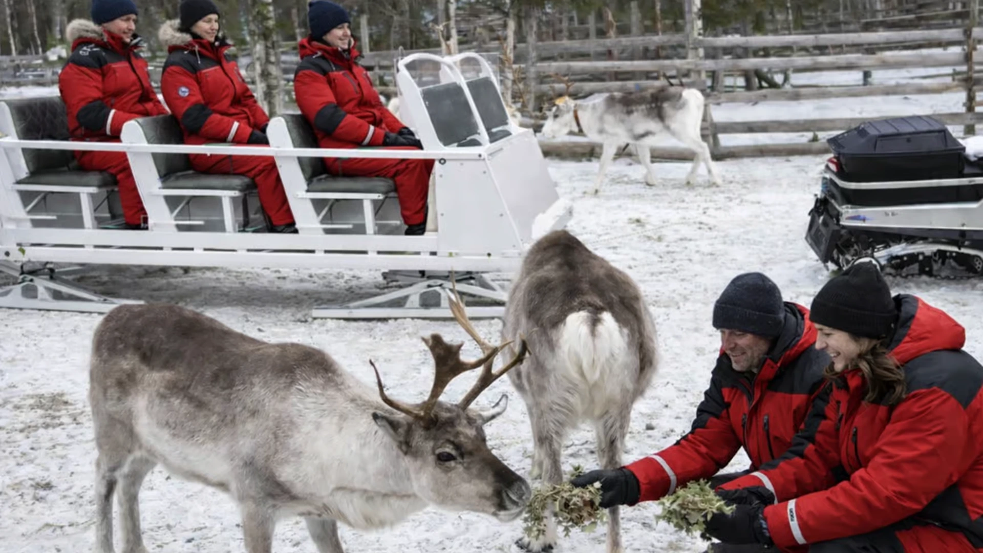 Visitors feeding reindeer during a winter Sami experience near Kiruna in Swedish Lapland