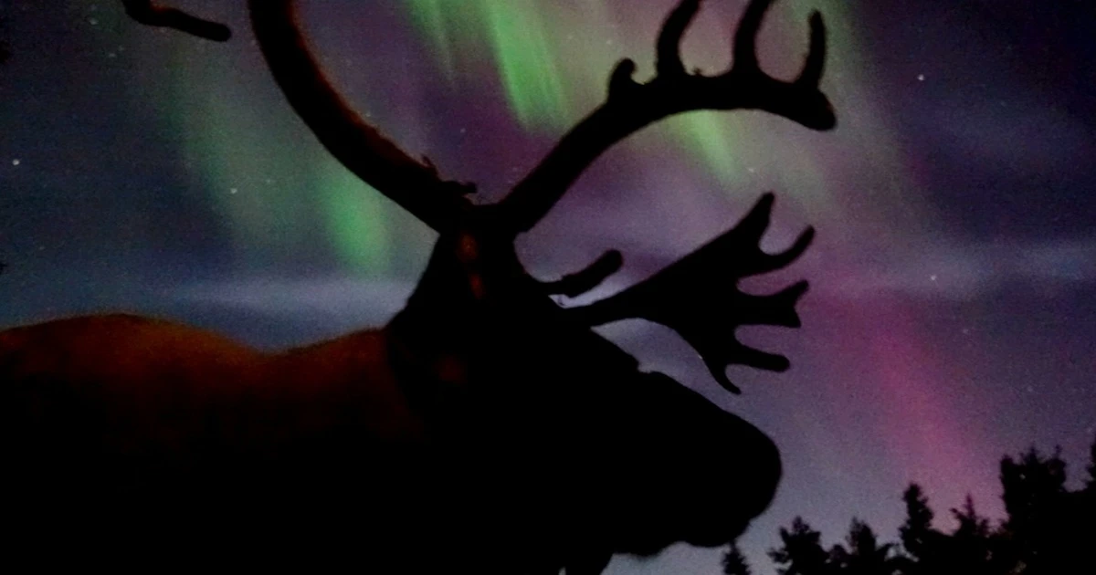 Northern Lights & Reindeer Sledding Evening Tour in Kiruna