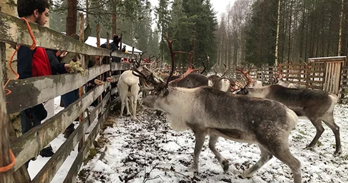 Snowmobile Sleigh Ride with Reindeer Feeding & Warm Drinks – Kiruna