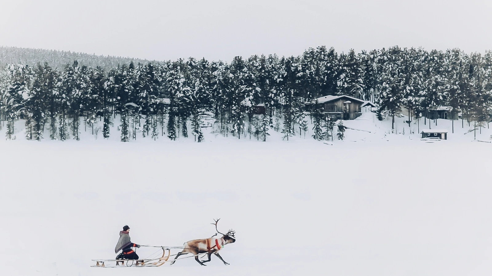 Traditional reindeer sledding experience near Kiruna in Swedish Lapland